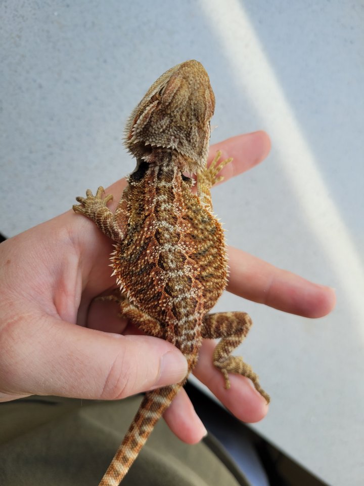 Farbbartagamen Babys suchen Zuhause - Reptilien - Wittingen