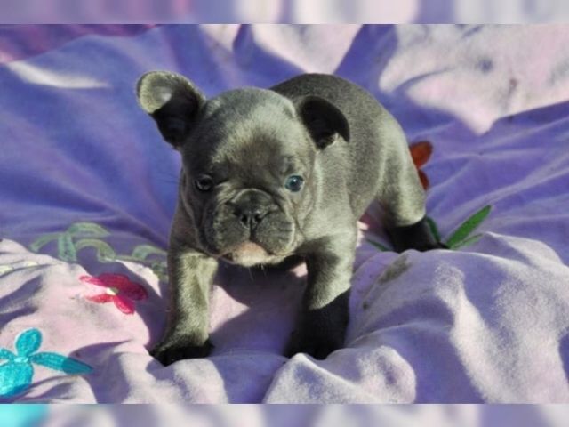 Französische Bulldoggen bereit für ein neues liebevolles zu Hause.. - Hunde - Berlin	