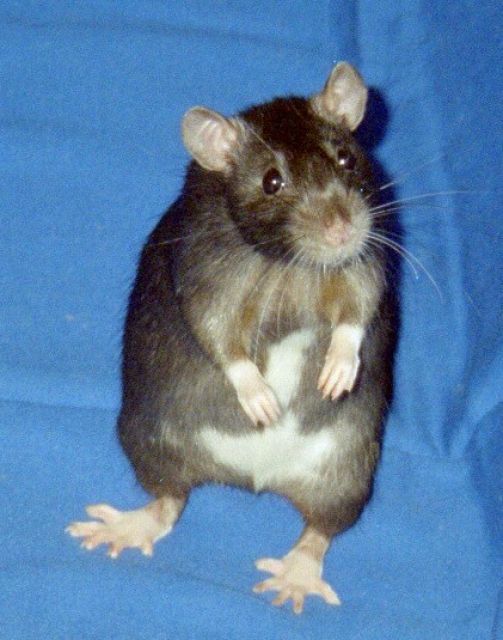 Farbratten-Ausstellung - Ratten - Förderstedt