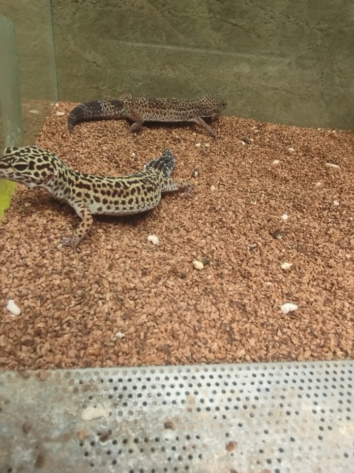 Leopardgeckos plus Terrarium - Reptilien - Weinstadt