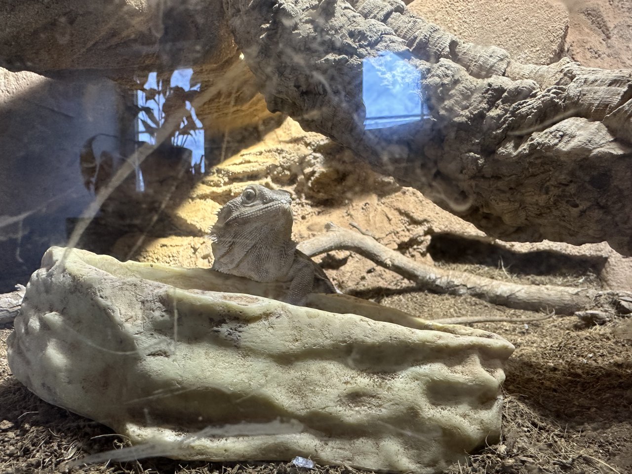 Bartagamen mit Terrarium - Reptilien - München 