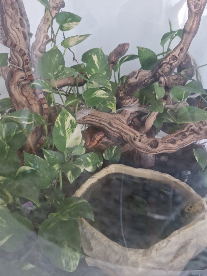 3 Kornnattern mit Terrarium - Reptilien - Langenau