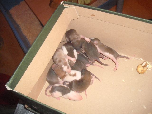 Süße rattenkinder( geb. am 17.11.2009) - Ratten - Berlin Spandau