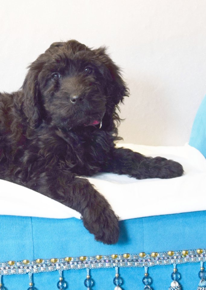 Zauberhafte Blackdoodle ( Goldendoodle) Welpen abzugeben - Hunde - Herschweiler-Pettersheim