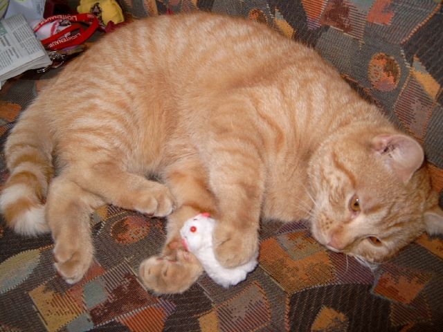 Rot-getigerter Kater 1,5 Jahre entlaufen! - Entlaufen Zugelaufen - Hohenstein-Ernstthal