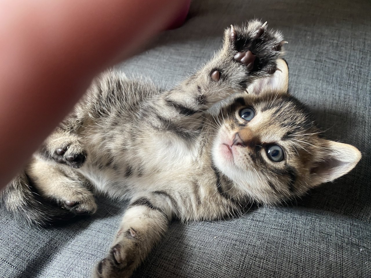 Wunderschöne Katzenkinder - Katzen - Dornburg