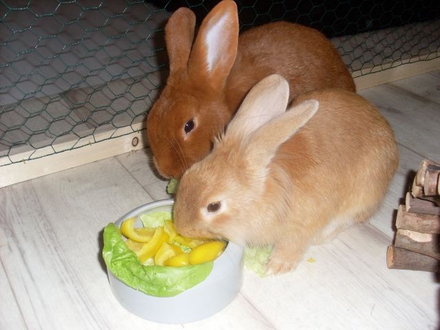 Chila und Tigerchen suchen ein neues zu Hause - Hasen Kaninchen - Essen