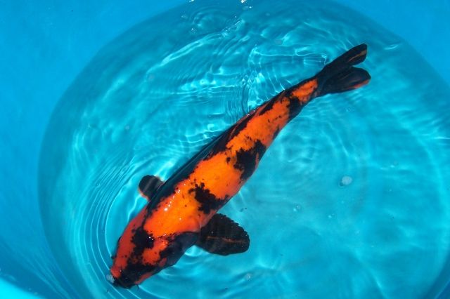 Japan Koi,  Teichmuscheln, Biotopfische, Schnecken, Störe, Edelkrebse vom Koi-C - Fische - Schafflund
