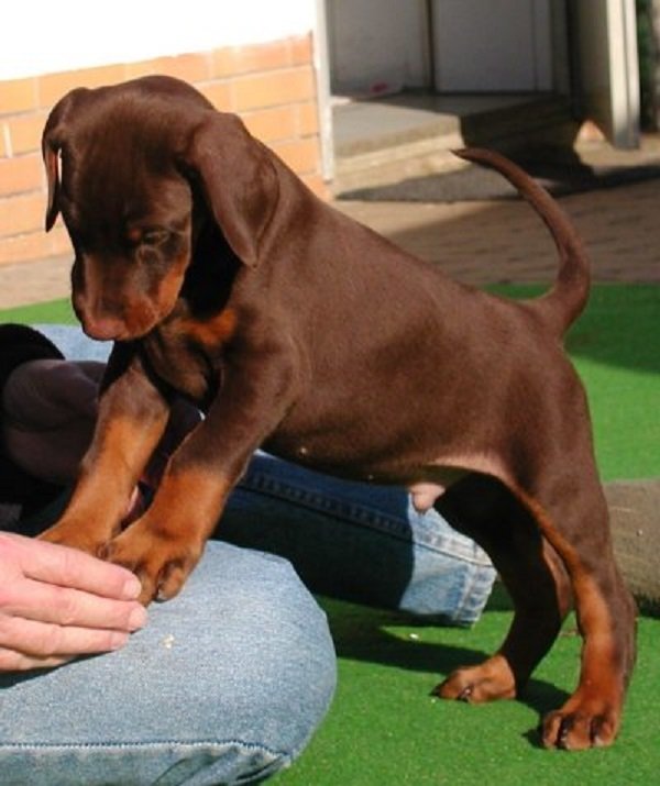 Suße Dobermann Welpen - suchen ein neues Heim - Hunde - Frankfurt am Main Sachsenhausen