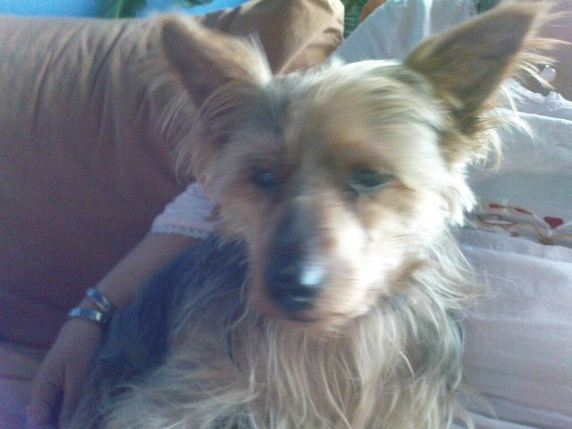 Yorkshire terrier - Hunde - schwerin