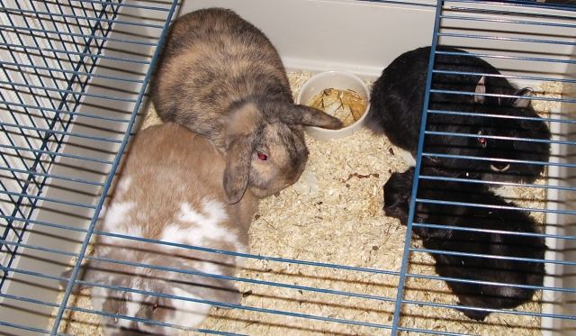 Kaninchen&Meerschweinchen - Hasen Kaninchen - Duisburg