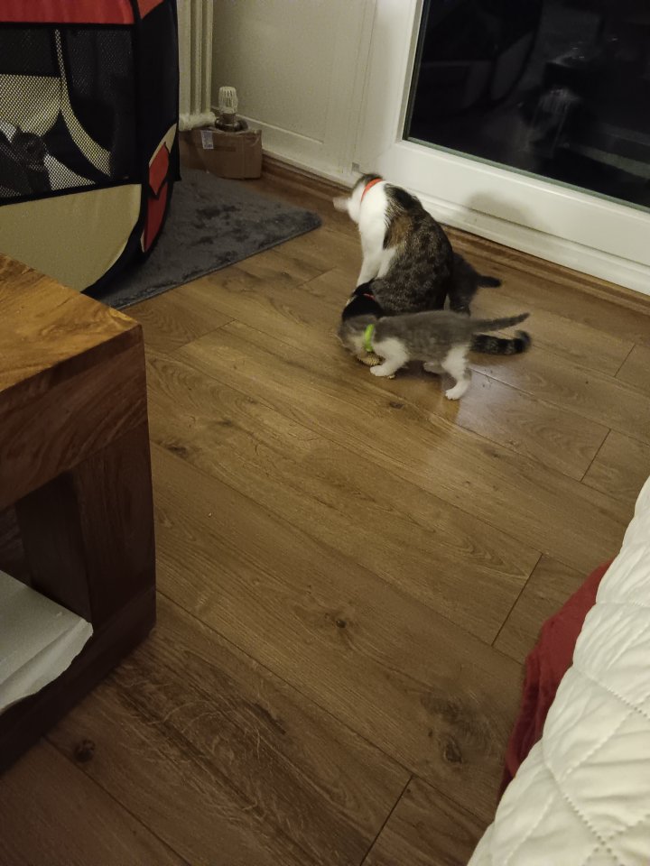 5 Katzenbabys zu verkaufen - Katzen - Frankfurt am Main