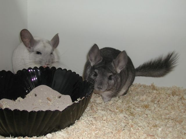 Chinchillas abzugeben - Nagetiere Allgemein - Burg