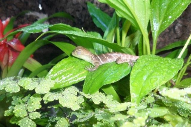 Wasseragamen Babys  NZ Schlupf 27.04.10 physignatus cocincinus - Reptilien - Ottobrunn