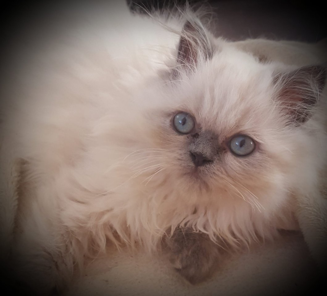Perser, Kitten, Kater, Colourpoint, blaue Augen - Katzen - Zeitz