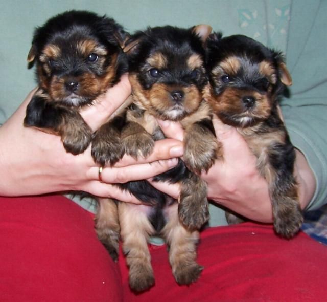 Yorkshire Terrier Welpen - Hunde - Kamen