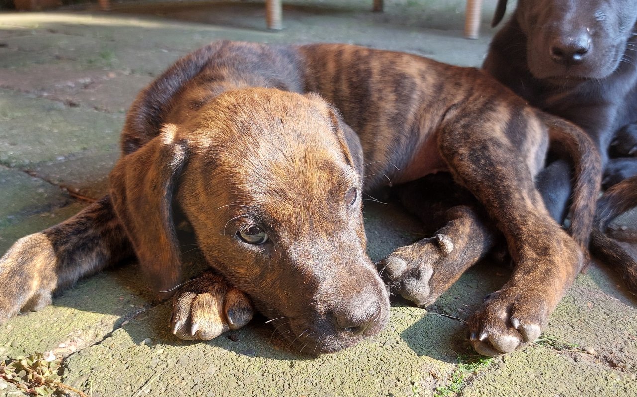 Ridgeback Labrador Welpen - Hunde - Nottuln 