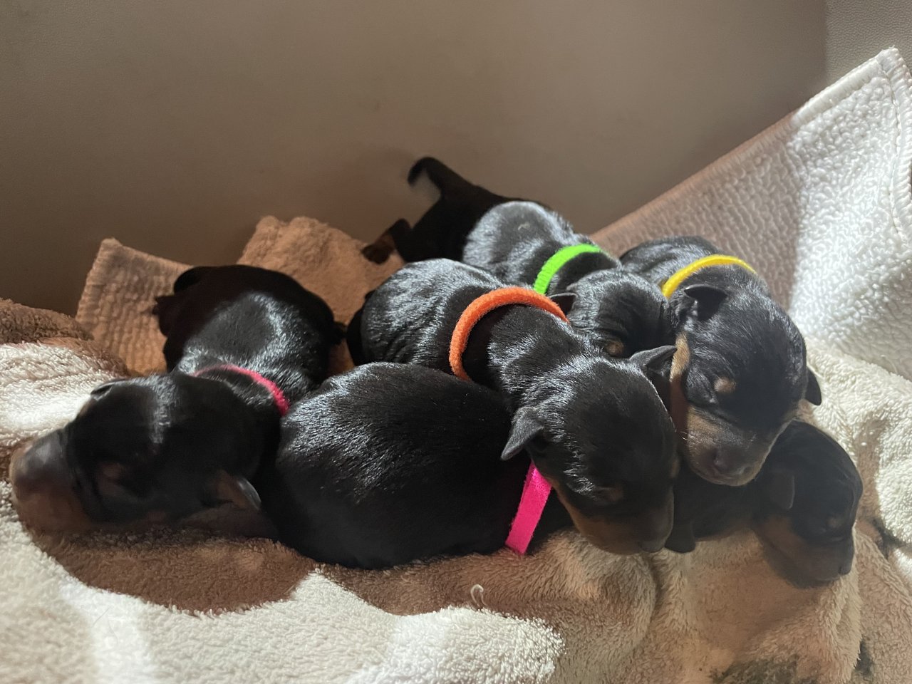 Reinrassige Zwergpinscher Welpen - Hunde - Egenhofen