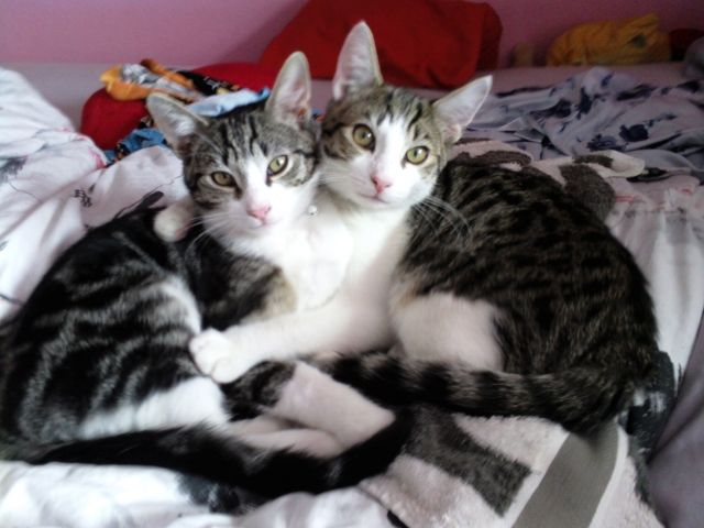 5 Monate Alte Katze Größe