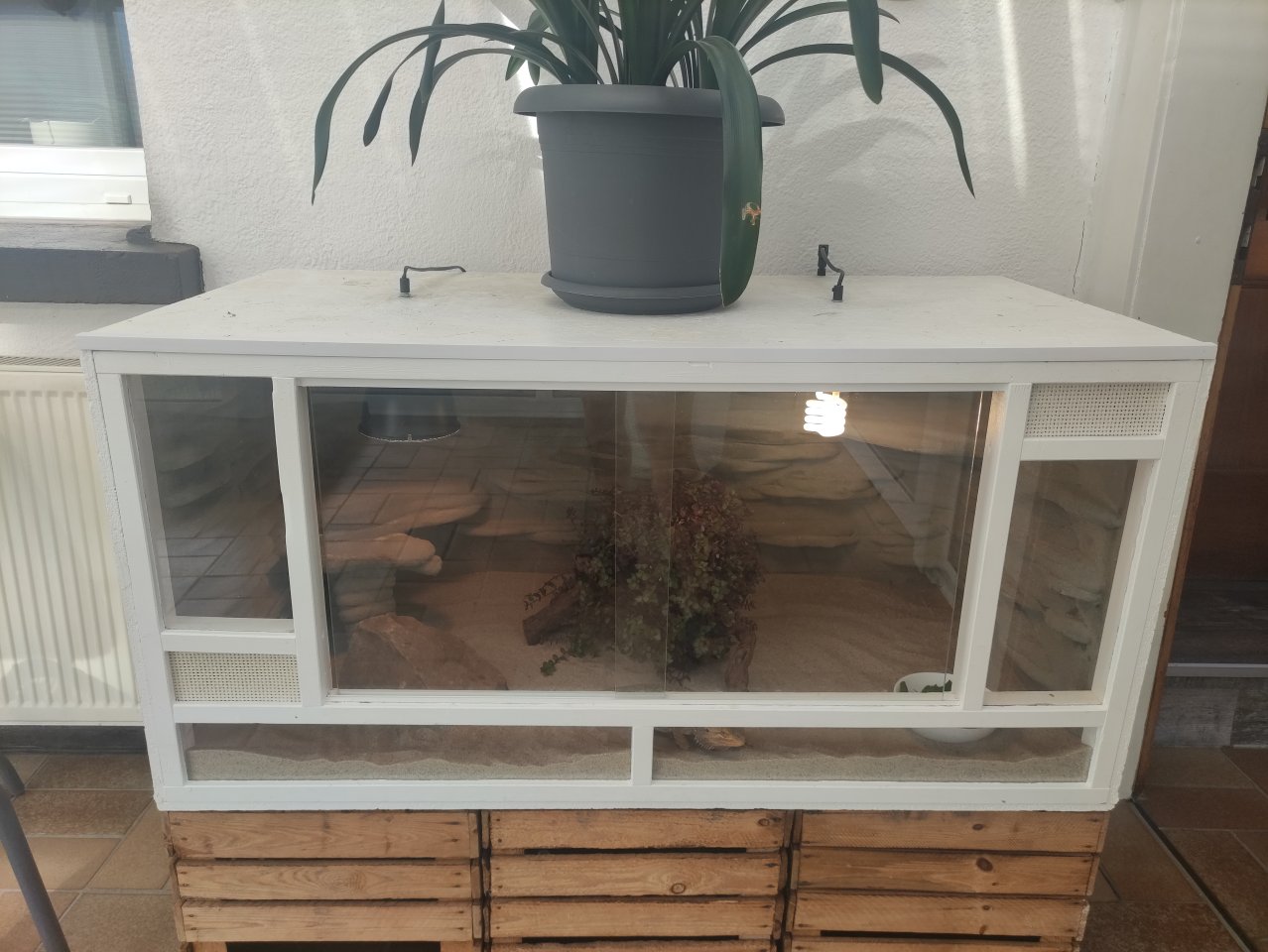 Bartagame mit Terrarium und viel Zubehör - Reptilien - Edertal