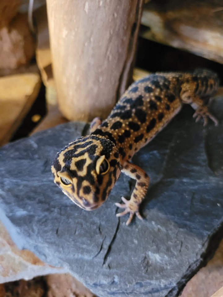 Verkaufe 3 Leopardgeckos - Reptilien - Ritterhude