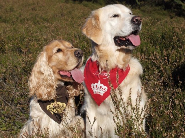 Hundehalstücher hangegearbeitet und individuell - Zubehoer Haustiere - Nienburg