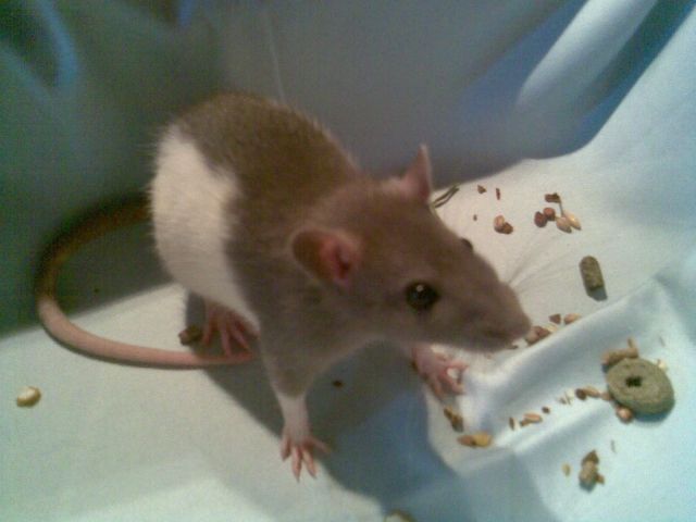 Farbratten aus liebevoller privater Zucht - Ratten - Gelsenkirchen