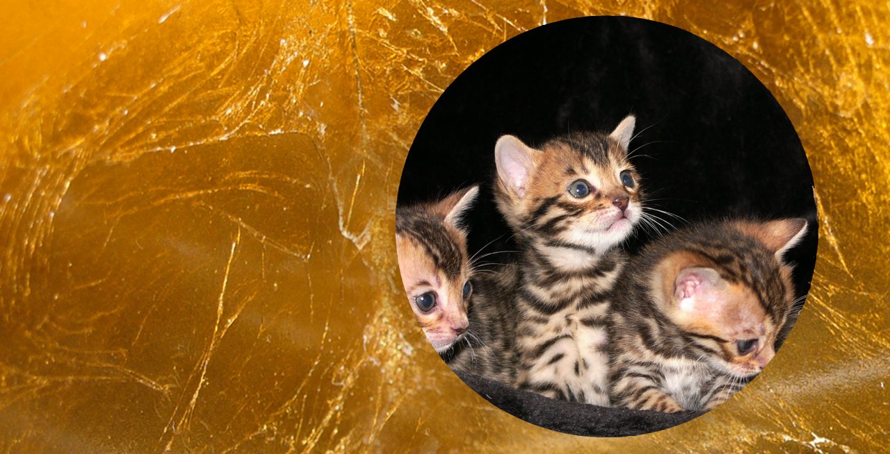 BERLINGOLD Bengals- Wurfankündigung - Katzen - Berlin