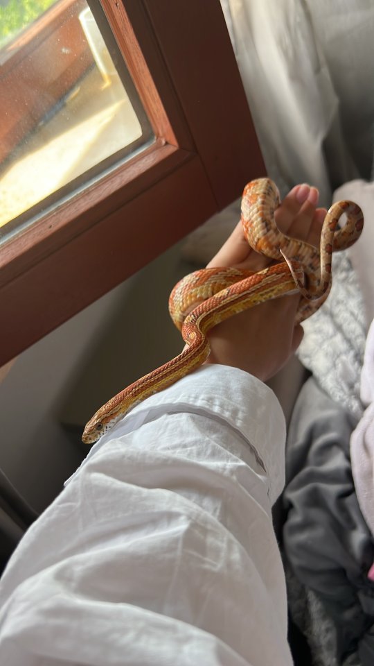 Kornnatter Daisy inkl. Zubehör - Reptilien - Kaarst