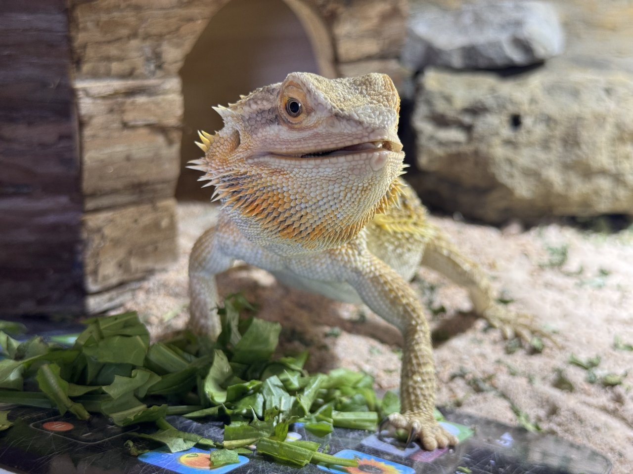 Handzahmer, neugieriger Bartagame sucht liebevolles neues Zuhause - Reptilien - Dortmund