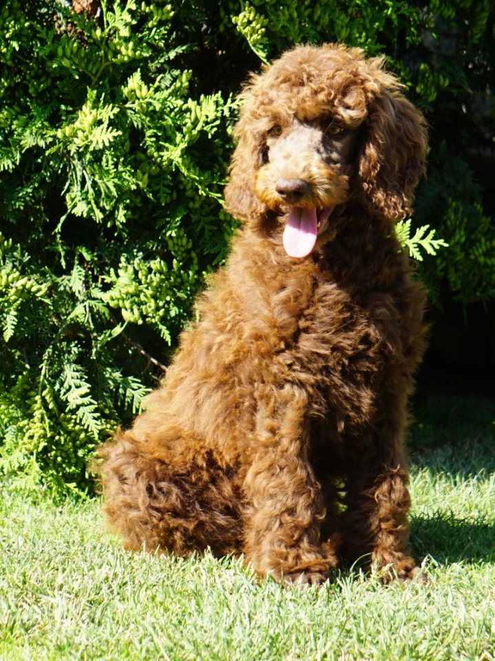 Pudel - Königspudel - Welpen - Hunde - Greußen