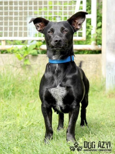 Belina...quirliges Mischlingsmädchen, verschmust und sozial - Hunde - Hünfelden