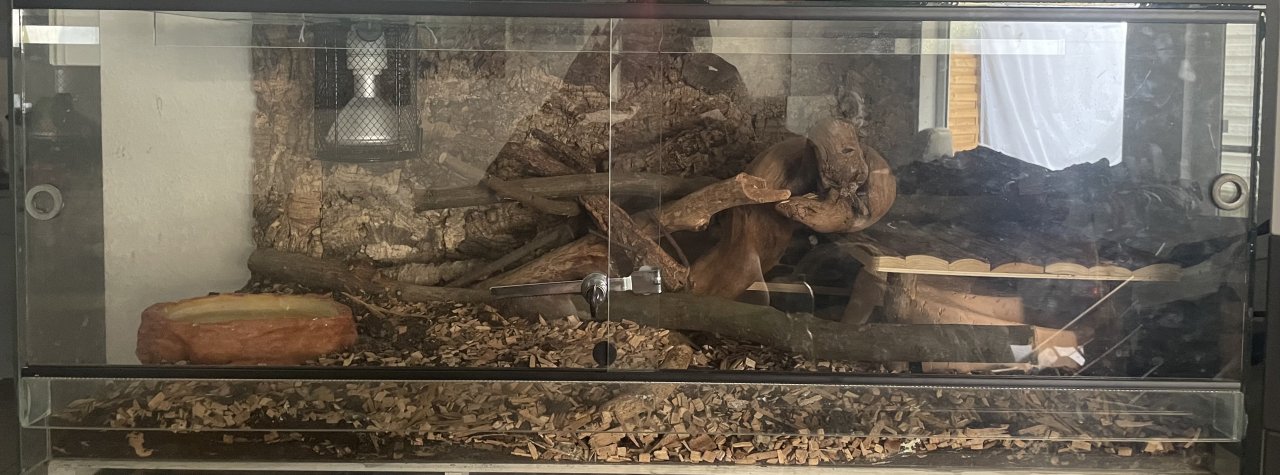 2 Kornnattern mit Terrarium - Reptilien - Mühltal