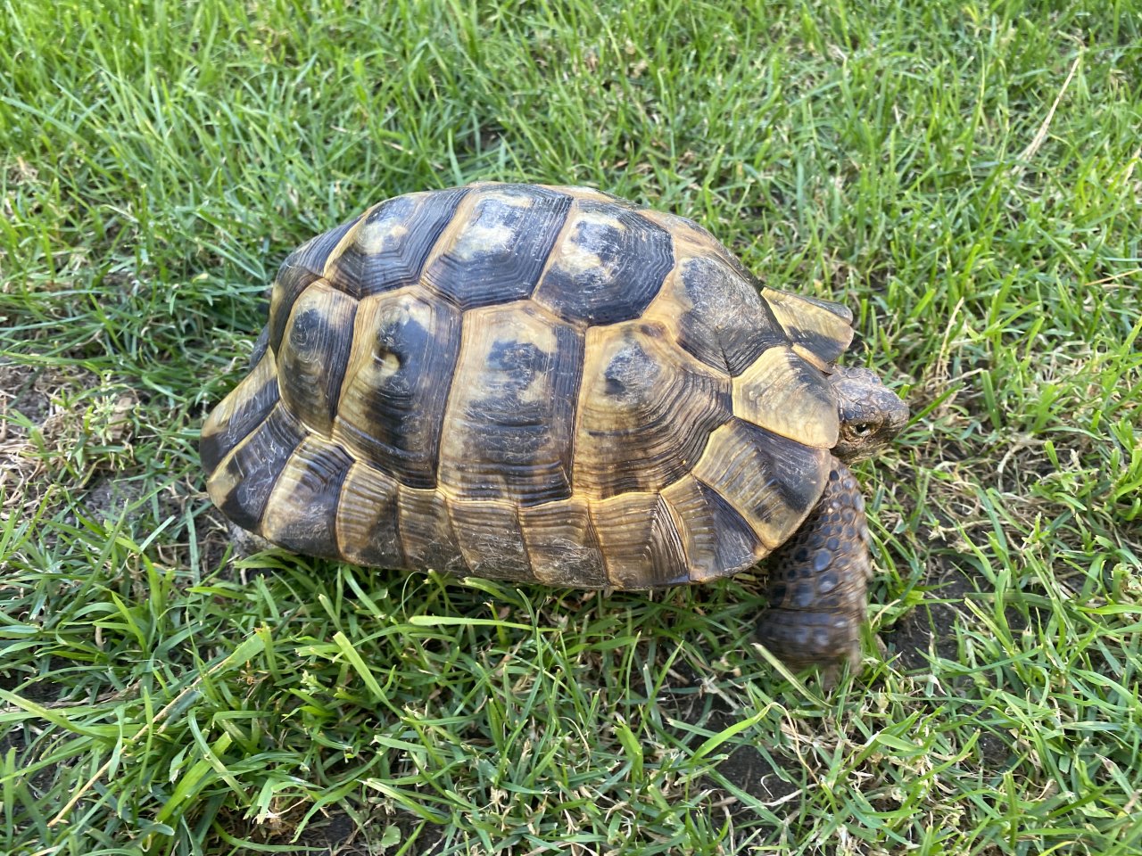 Verkaufe 2 griechische Landschildkröten, männlich - Reptilien - Bensheim