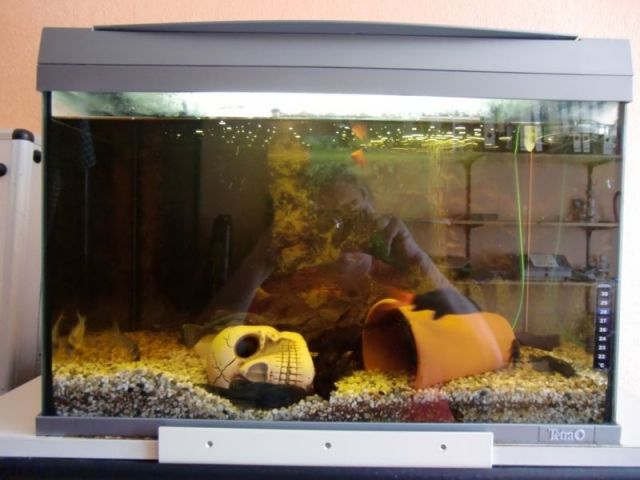 Tetra AquaArt 60 Liter Tropical - Aquarium-Komplett-Set inkl. Fischen  - Aquarien und Zubehoer - Feldatal/Groß-Felda
