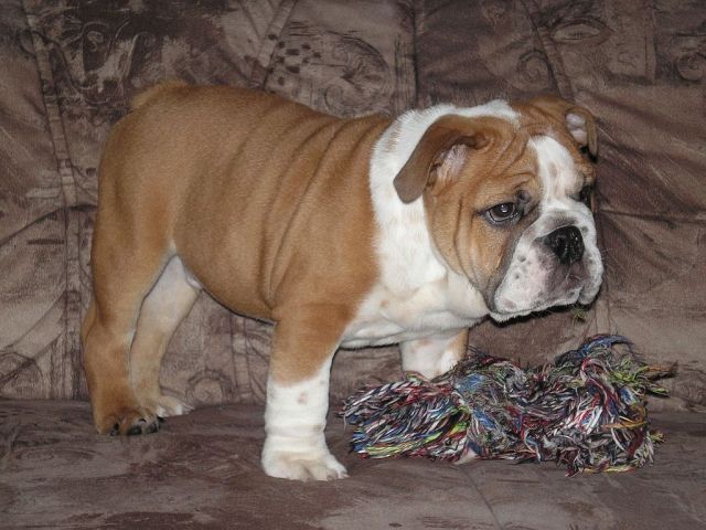 Wunderschöne Englische Bulldogge noch 1 Welpe frei - Hunde - Führt
