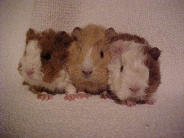 Lunkarya Meerschweinchen - Meerschweinchen - 