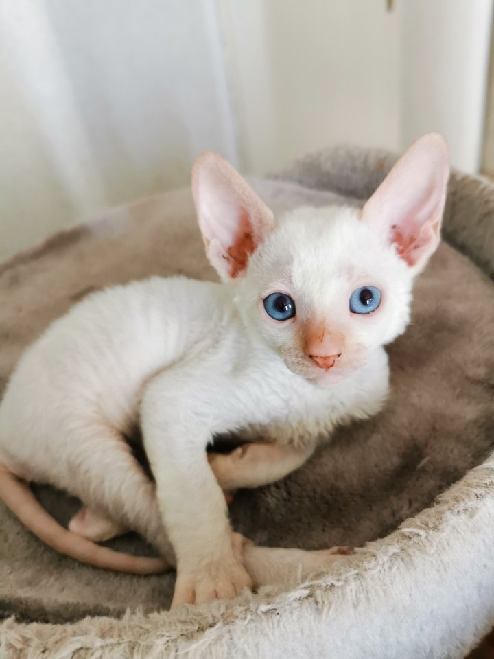 Wunderschönen Lockenkatzen die nicht Haaren - Katzen - Köln