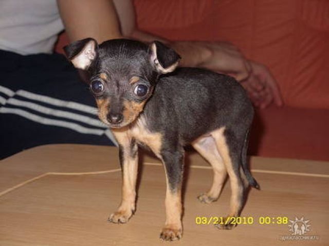 Russisches Terrier abzugeben 3 Monate Alt. - Hunde - Hamburg