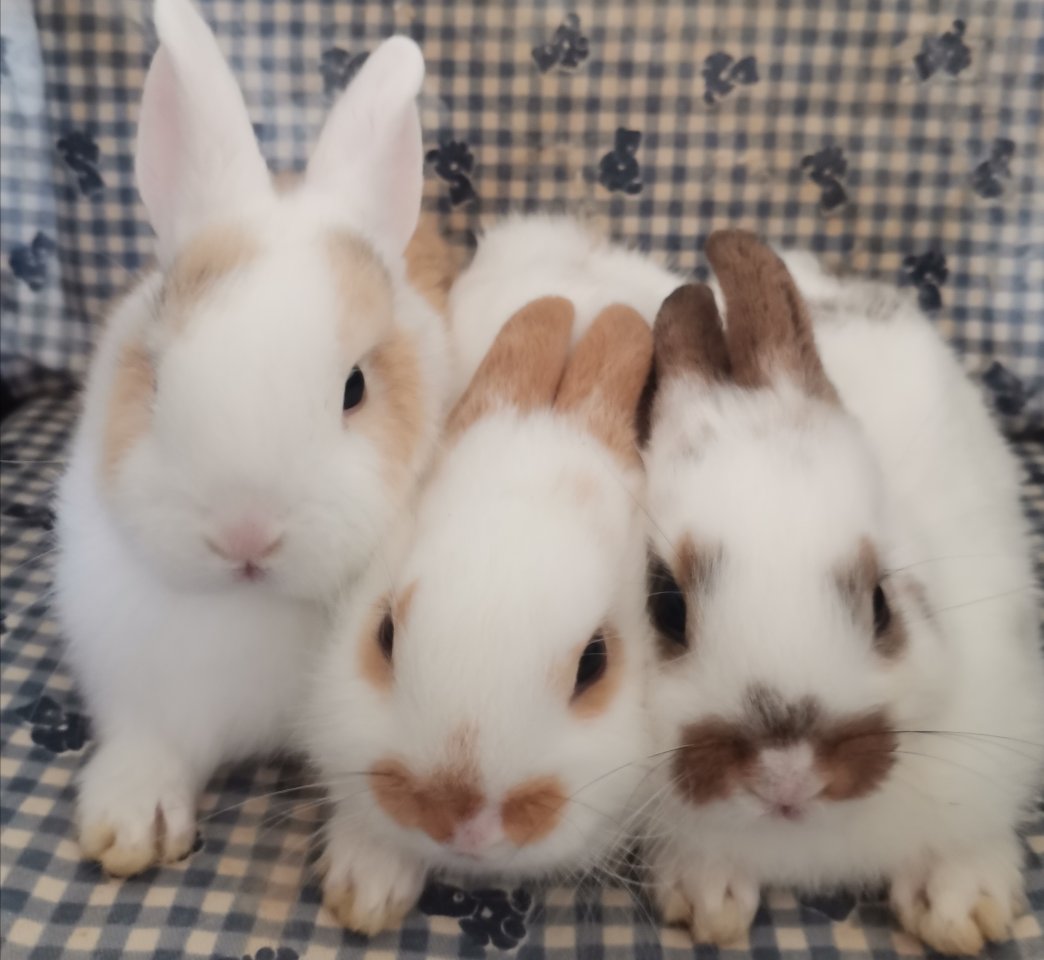 3 susse baby Kaninchen - Nagetiere - Farmsen