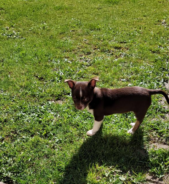 Chihuahua Welpe mit Ahnentafel  - Hunde - Weimar