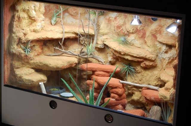 2 x Wüsten-Terrarien (1x Innen-Terra. +Beleuchtung + 1x Außen Terra) für Bart - Terrarien - Aachen