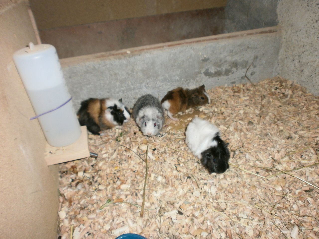 Meerschweinen zum verkaufen  4 wiebchen 4 männchen um 20 ero - Nagetiere - St. Peter in der Au-Dorf