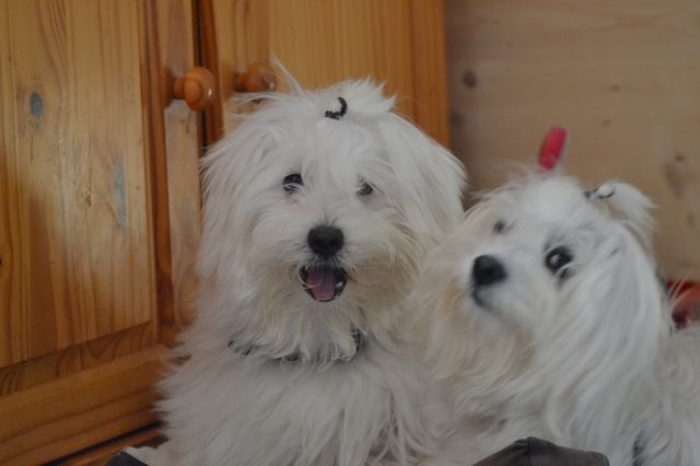 Havaneser Malteser Edelmix Welpe noch 1 Weibchen bereit ab April 16   - Hunde - München