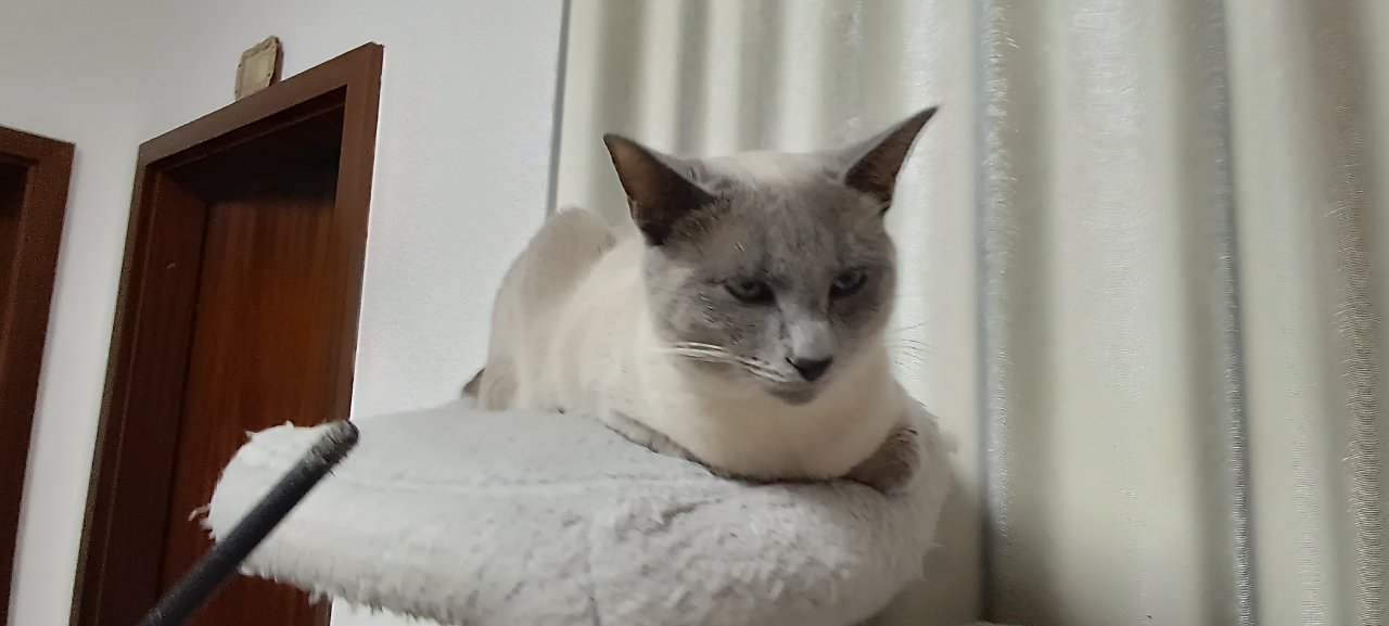 Siam Deckkater Blue Point Reinrassige - Katzen - Leimen