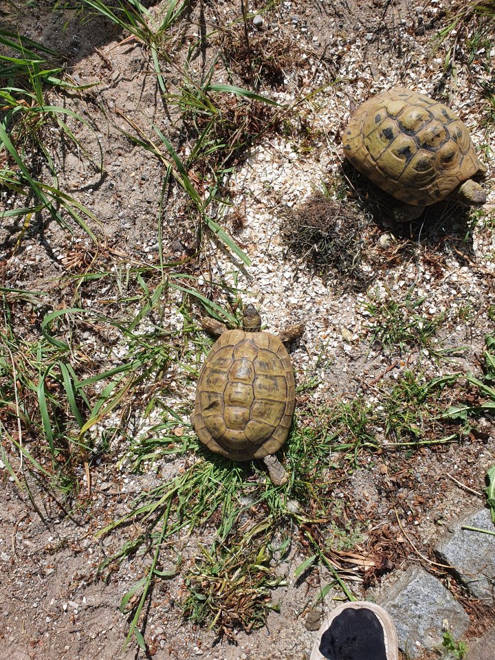 Griechische Landschildkröte Thb Weibchen adult 15 Jahre alt, eierlegend - Reptilien - Petershagen