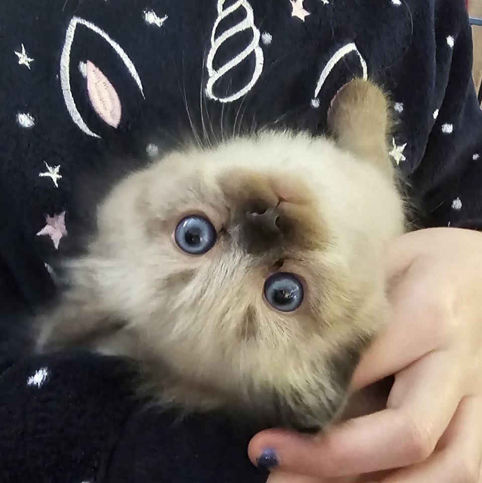 Neva Masquarade Kater mit Stammbaum auszugsbereit ab Mitte Februar - Katzen - Karstädt