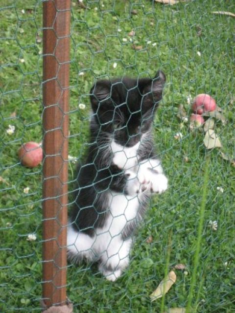 Katzenkinder 10 Wochen alt! - Katzen - Greven