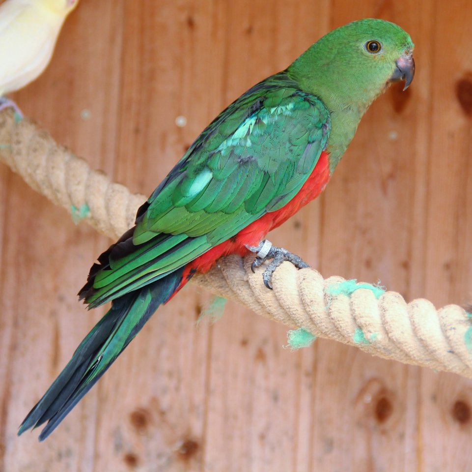Australische Königssittiche Hahn - Voegel - Erkelenz