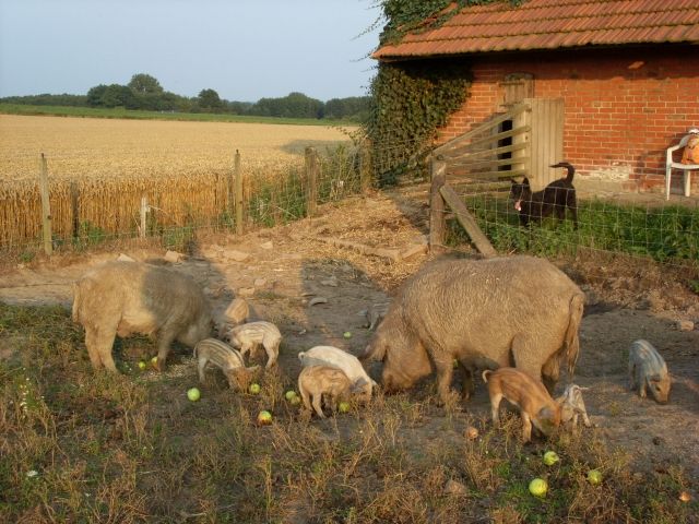 Wollschweinferkel - Nutztiere - Alfhausen